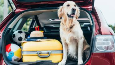 Seguro de viagens para cachorros?